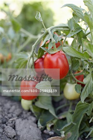 Roma Tomatoes, Cawston, Similkameen Country, British Columbia, Canada