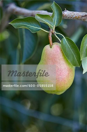 Bartlett Pear, Cawston, Similkameen Country, British Columbia, Canada Bartlett Pear, Cawston, Similkameen Country, British Columbia, Canada