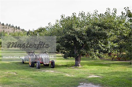 Tractor in Orchard, Interior Plateau, Cawston, Similkameen Country, British Columbia, Canada