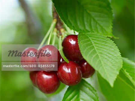 Sweet Cherries, Beamsville, Niagara Region, Ontario, Canada Sweet Cherries, Beamsville, Niagara Region, Ontario, Canada