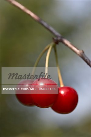 Sour Cherries, Beamsville, Niagara Region, Ontario, Canada