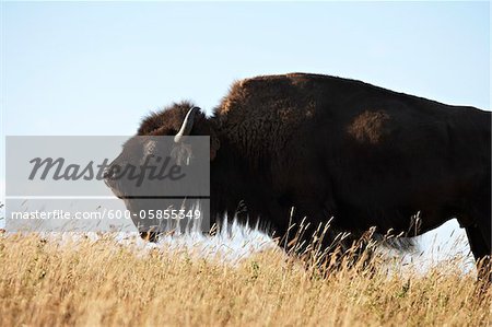 Female Bison in Field, Tacarsey Bison Ranch, Pincher Creek, Alberta, Canada