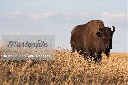 Bison in Field, Tacarsey Bison Ranch, Pincher Creek, Alberta, Canada