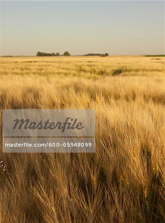 Field of Wheat, Alberta, Canada