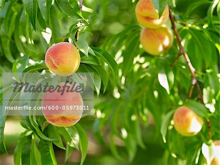 Peaches on Tree Branches, Hipple Farms, Beamsville, Ontario, Canada