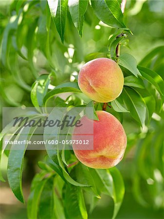 Peaches on Tree Branches, Hipple Farms, Beamsville, Ontario, Canada Peaches on Tree Branches, Hipple Farms, Beamsville, Ontario, Canada