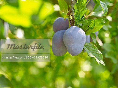 Plums on Tree Branches, Hipple Farms, Beamsville, Ontario, Canada