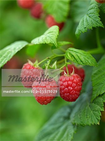 Close-up of Raspberries, Barrie Hill Farms, Barrie, Ontario, Canada Close-up of Raspberries, Barrie Hill Farms, Barrie, Ontario, Canada