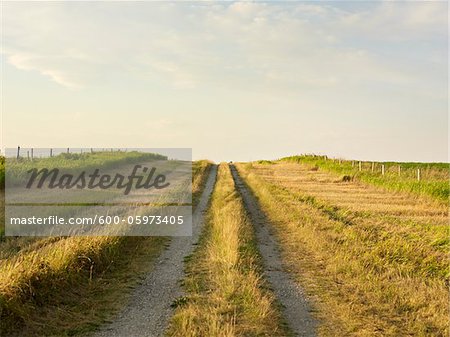 Gravel Road through Canola Field, Pincher Creek, Alberta, Canada Gravel Road through Canola Field, Pincher Creek, Alberta, Canada