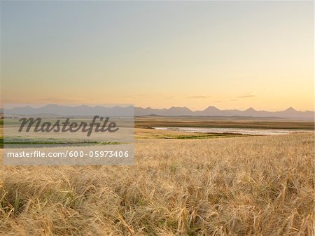 Wheat Field ready for Harvest, Rocky Mountains in Distance, Pincher Creek, Alberta, Canada