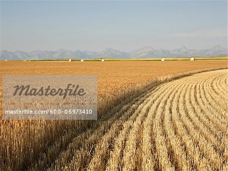 Partially Harvested Wheat Field, Rocky Mountains in Distance, Pincher Creek, Alberta, Canada Partially Harvested Wheat Field, Rocky Mountains in Distance, Pincher Creek, Alberta, Canada
