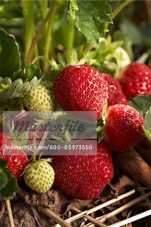 Ripe Strawberries, DeVries Farm, Fenwick, Ontario, Canada