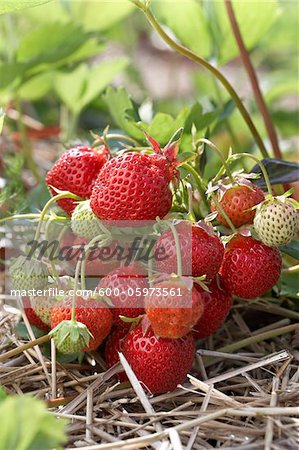 Ripe Strawberries on Plants, DeVries Farm, Fenwick, Ontario, Canada