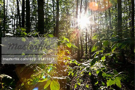 Sun through Forest, Germany