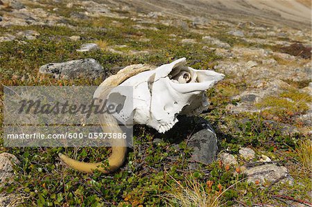 Musk Ox Skull, Nordbugten, Nordvestfjorden, Scoresby Sund, Greenland