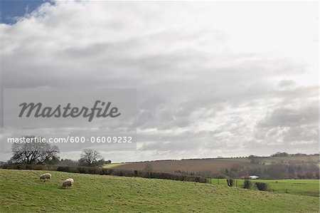 Sheep Grazing in Hills, Scunthorpe, Lincolnshire, England
