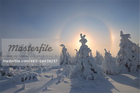 Halo and Snow Covered Trees, Fichtelberg, Ore Mountains, Saxony, Germany