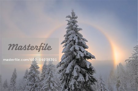 Halo and Snow Covered Trees, Ore Mountains, Fichtelberg, Saxony, Germany