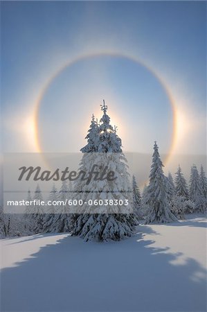 Halo and Snow Covered Trees, Fichtelberg, Ore Mountains, Saxony, Germany Halo and Snow Covered Trees, Fichtelberg, Ore Mountains, Saxony, Germany