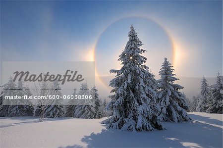 Halo and Snow Covered Trees, Fichtelberg, Ore Mountains, Saxony, Germany