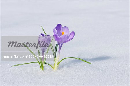Spring Crocuses in Snow, Franconia, Bavaria, Germany Spring Crocuses in Snow, Franconia, Bavaria, Germany
