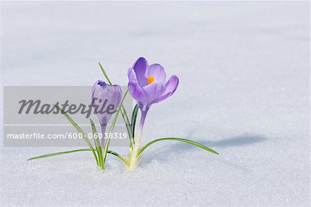 Spring Crocuses in Snow, Franconia, Bavaria, Germany