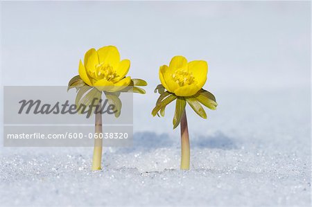 Eranthis Hyemalis in Snow, Franconia, Bavaria, Germany