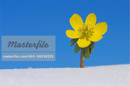 Eranthis Hyemalis in Snow, Franconia, Bavaria, Germany