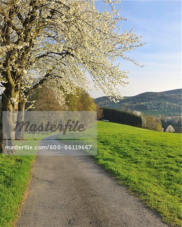 Path and Cherry Trees, Lindenfels, Hesse, Germany