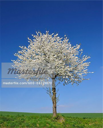 Cherry Tree in Bloom, Wenigumstadt, Aschaffenburg, Franconia, Bavaria, Germany