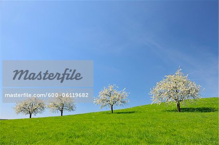 Cherry Trees and Meadow, Baden-Wurttemberg, Germany