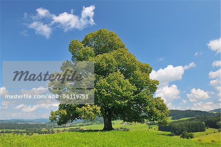Lime Tree in Summer, Bavaria, Germany Lime Tree in Summer, Bavaria, Germany
