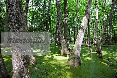 Cypress Swamp, Natchez Trace Parkway, Mississippi, USA Cypress Swamp, Natchez Trace Parkway, Mississippi, USA