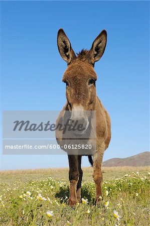 Donkey, Oia, Santorini Island, Cyclades Islands, Greek Islands, Greece