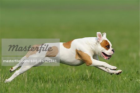 Old English Bulldog, Bavaria, Germany