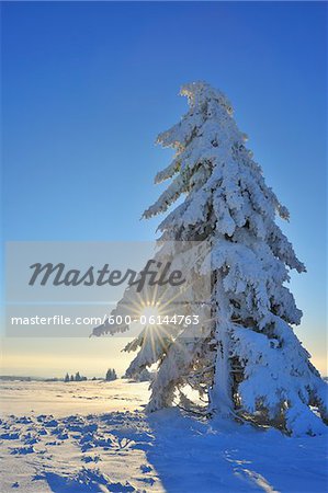 Snow Covered Conifer Tree in Morning with Sun, Heidelstein, Rhon Mountains, Bavaria, Germany