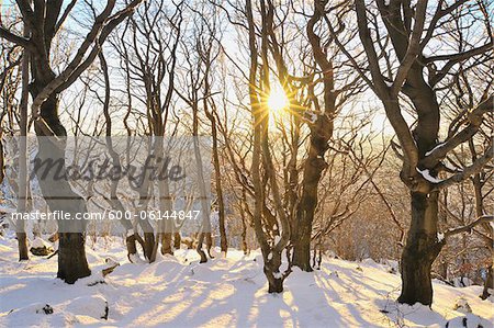 Beech Forest in Winter at Sunset, Kreuzberg, Rhon Mountains, Bavaria, Germany