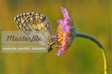 Marbled White Butterfly on Flower, Karlstadt, Franconia, Bavaria, Germany