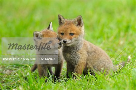 Red Fox Kits, Hesse, Germany