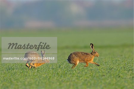 European Brown Hares in Field, Hesse, Germany