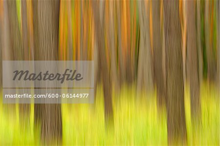 Blurred Pine Trees, Hesse, Germany