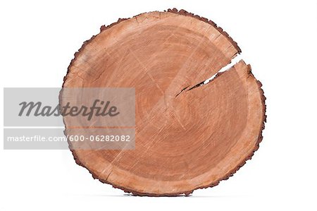 Cross-section of Tree Trunk
