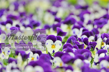 Viola Flowers, Bavaria, Germany