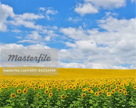 Sunflower Field, Arnstein, Main-Spessart, Franconia, Bavaria, Germany