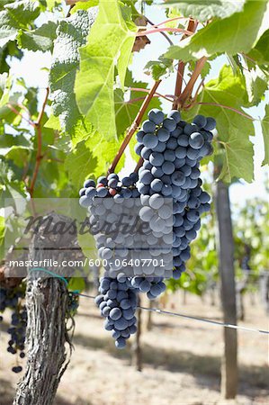 Grape Vine at Vineyard, Saint Emilion, Bordeaux Region, Gironde, Aquitaine, France