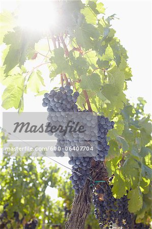 Grape Vine at Vineyard, Saint Emilion, Bordeaux Region, Gironde, Aquitaine, France Grape Vine at Vineyard, Saint Emilion, Bordeaux Region, Gironde, Aquitaine, France