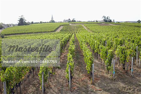 Vineyard, Saint Emilion, Bordeaux Region, Gironde, Aquitaine, France