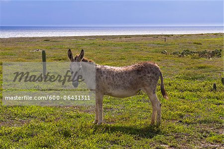 Wild Donkey, Arikok National Park, Aruba, Netherlands Antilles, Caribbean