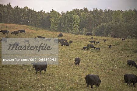 Cattle in Field, Newmarket, Ontario, Canada