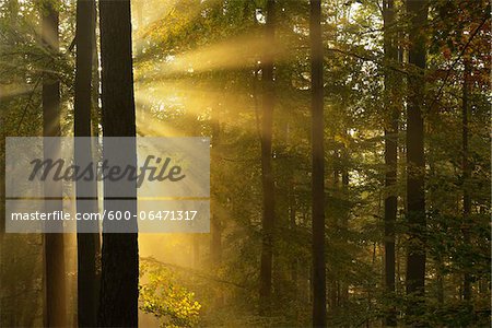 Sunbeams through Beech Forest in Autumn with Morning Mist, Spessart, Bavaria, Germany